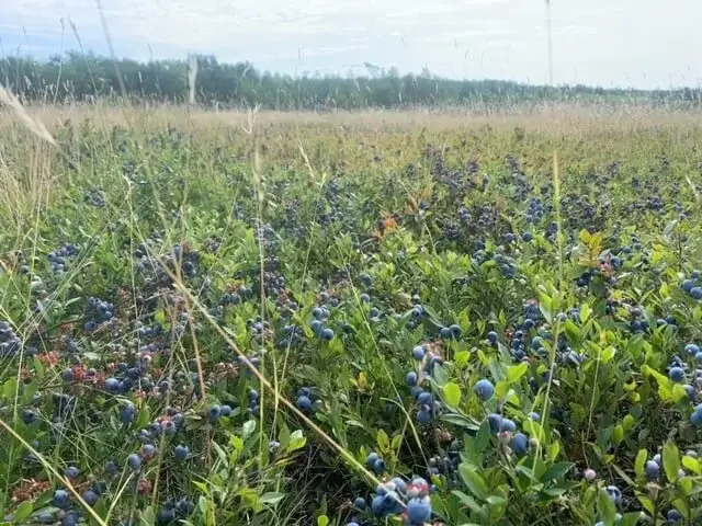 wild blueberry distribution
